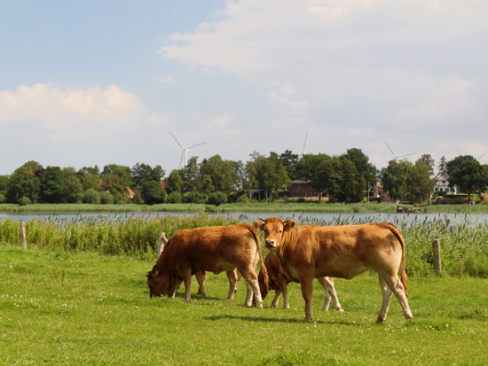 Gesunde Tiere
